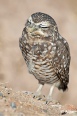 Burrow owls 13.jpg