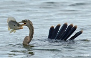 Anhinga 04.jpg