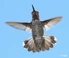 Hummingbird 14.jpg