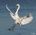 Egrets1 11.jpg
