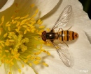 Hoverfly2 06.jpg