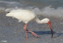 White ibis 09.jpg