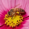 Bees 03.jpg