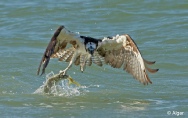 Ospreys1 07.jpg