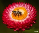 Bees 12.jpg