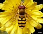 Hoverfly1 21.jpg