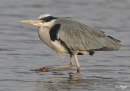 Herons 10.jpg