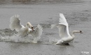 Swans 05.jpg