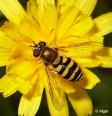 Hoverfly3 13.jpg