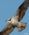 Ospreys2 07.jpg