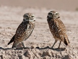 Burrow owls 02.jpg