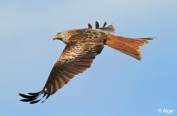 Red kites 16.jpg