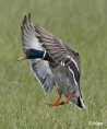 Mallards 01.jpg