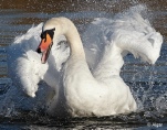 Swans 03.jpg