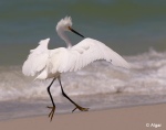 Egrets1 10.jpg