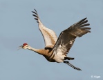 Sand cranes 12.jpg