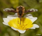 Bee fly 01.jpg