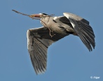 Herons 12.jpg