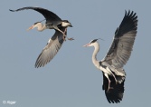 Herons 15.jpg