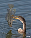 Anhinga 03.jpg
