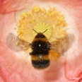 Bumblebees 08.jpg