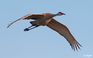 Sand cranes 02.jpg