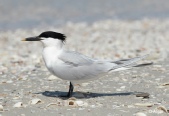 Terns 16.jpg