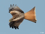 Red kites 04.jpg