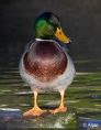 Mallards 13.jpg