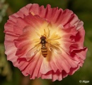 Hoverfly2 07.jpg