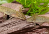 Newts 01.jpg