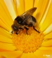 Hoverfly1 05.jpg
