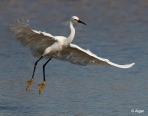 Egrets2 10.jpg