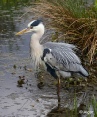 Herons 19.jpg