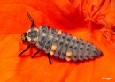 Ladybird 10.jpg
