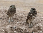 Burrow owls 18.jpg