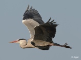 Herons 13.jpg