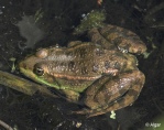 Frogs 17.jpg