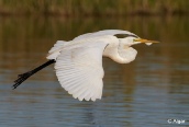 Egrets1 20.jpg