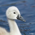 Swans 10.jpg