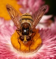 Hoverfly1 13.jpg