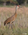 Sand cranes 16.jpg