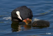 Coot 08.jpg