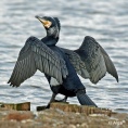 Cormorant 18.jpg