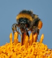 Bumblebees 14.jpg