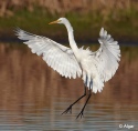 Egrets2 19.jpg