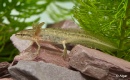 Newts 02.jpg