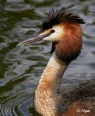 GCGrebes 10.jpg