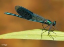 Damselflies 12.jpg