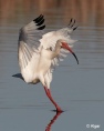 White ibis 13.jpg